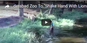 فيديو| رجل سكران حاول مصافحة الأسود.. وهذا مصيره!