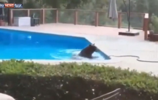 بالفيديو : بسبب الحر الشديد .. دب يتسلل إلى منزل للسباحة