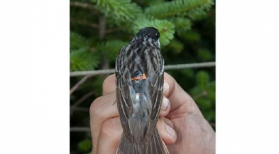 عصفور وزنه 12 غراماً يُحلق فوق الأطلسي دون توقف