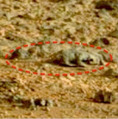حيوان قارض على سطح المريخ يثير جدلاً ( صور )