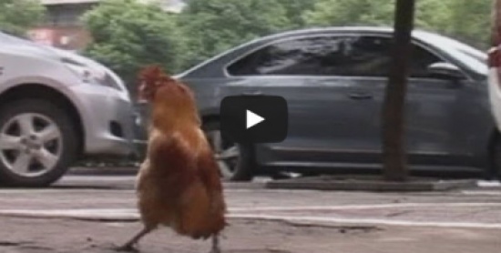 تعرف على الديك الذي يعتقد أنه بطريق