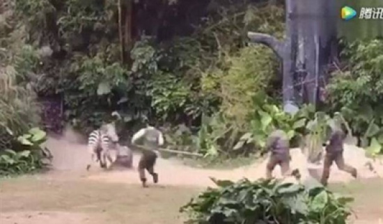 هجوم شرس لحمار وحشي على حارس حديقة