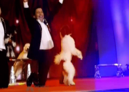 تربية الكلاب