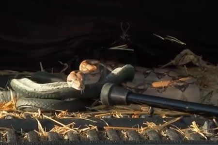 المرأة والأفعى