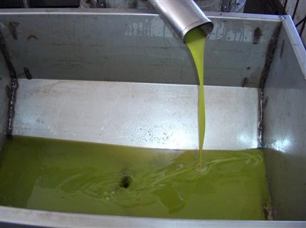 الزراعة : تصدير 1200 طن زيت زيتون للخارج الموسم الحالي