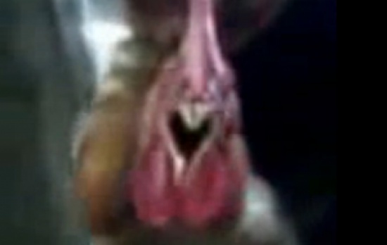 ديك يذكر إسم الله