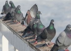 مقطوعة موسيقية من فضلات الطيور