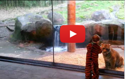 لهو طفل ونمر في حديقة حيوانات يجذب الملايين
