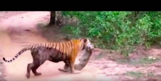 فيديو| معركة وحشية تغير ملك الغابة التقليدي!