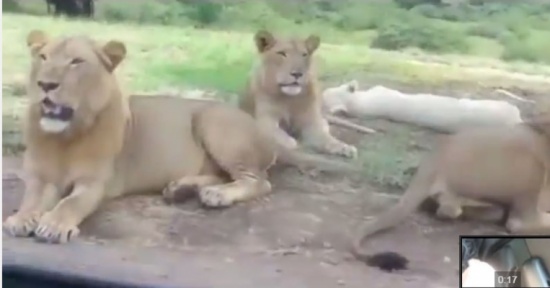 لبوة تفتح باب السيارة بأسنانها!