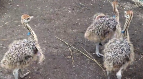 رقصة أطفال " النعام "