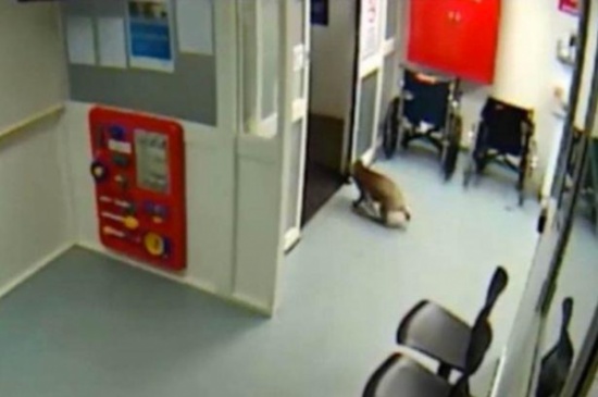 شاهد: كوالا يتجول في أحد مستشفيات أستراليا