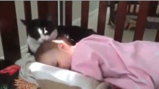 قط يوقظ طفل من النوم