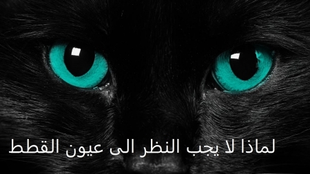 فيديو| هل تعلم لماذا لا يجب علينا ان ننظر في أعين القطط مباشرة؟ فيديو| هل تعلم لماذا لا يجب علينا ان ننظر في أعين القطط مباشرة؟