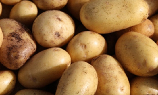 أزمة بطاطس فى ألمانيا بسبب الطقس