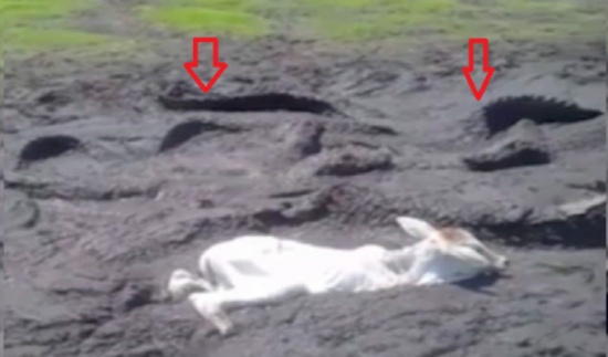 شاهد لحظة انتشال عجل من بين فكي تماسيح جائعة!!