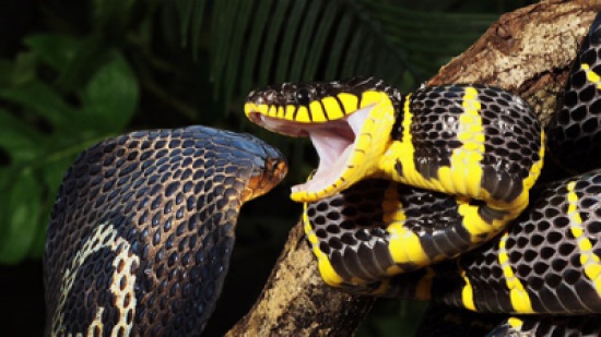 فيديو: الثعبان الأكثر سمًا في العالم يأكل آخر حيًا