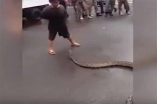 بالفيديو: طفل يتدخل بشجاعة لإيقاف ثعبان ضخم يهدد المارة