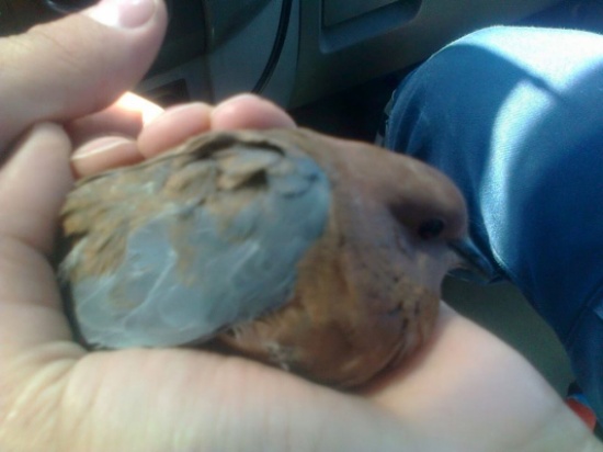 بالصور .. الدفاع المدني ينقذ حمامة عالقة باسلاك كهربائية في الزرقاء