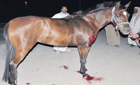 حصان هائج يقتل مواطناً في الرصيفة