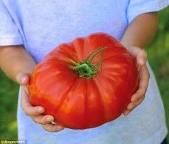 قشرة الطماطم تحتوي على مادة هامة تقي من الأمراض