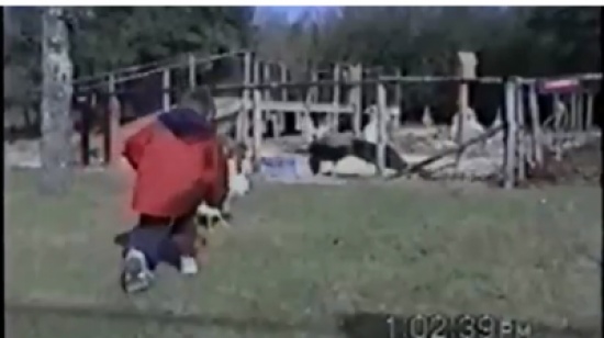 ديك يهاجم طفل