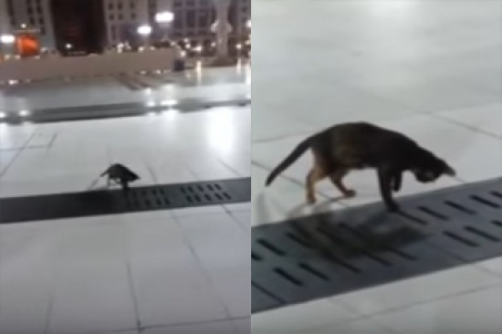 فيديو: قطة الحرم تفتك بفريستها وسط دهشة المارة