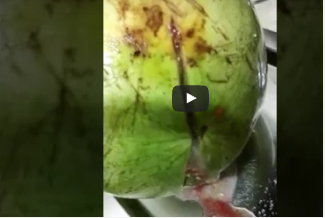 بالفيديو.. مقطع غريب لبطيخة «تفور» من الداخل وتخرج سوائل غريبة