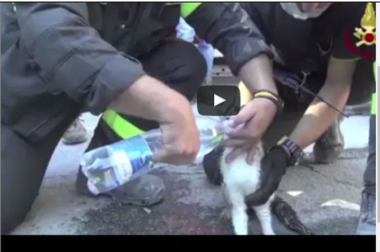 بالفيديو : إنفاذ قطة ظلت محتجزة خلال 6 أيام تحت أنقاض في إيطاليا