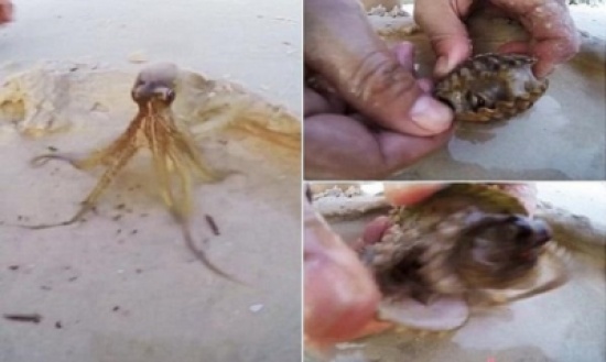 شاهد.. أخطبوط يختبىء في مكان لا يخطر على بال