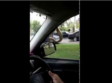 أفعى تركب سيارة أجرة !