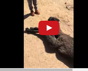 طفل يبكي بحرقة على " ابله " الذي مات