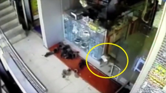 شاهد..  قرد يسرق محل مجوهرات ويلوذ بالفرار