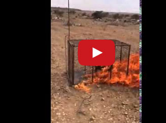 شباب يحرقون ثعلب داخل قفص حتى الموت