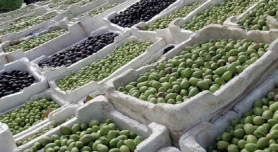تصدير 2164 طنا من الزيتون لاسرائيل تصدير 2164 طنا من الزيتون لاسرائيل
