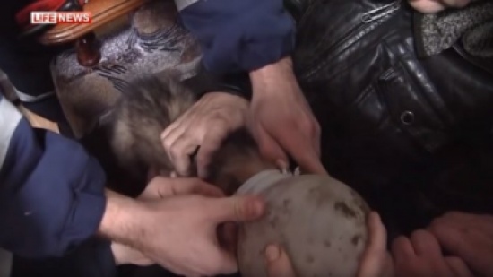 شاهد.. انقاذ جرو أدخل رأسه في غطاء بلاستيكي