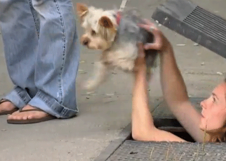 الكلب المسكين