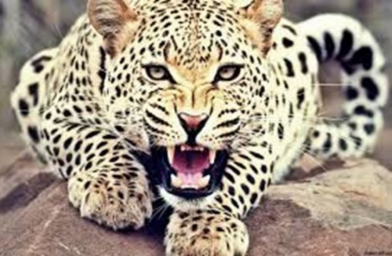 فهد يضل طريقه في الهند ومعركة مع سكان القرية (فيديو)