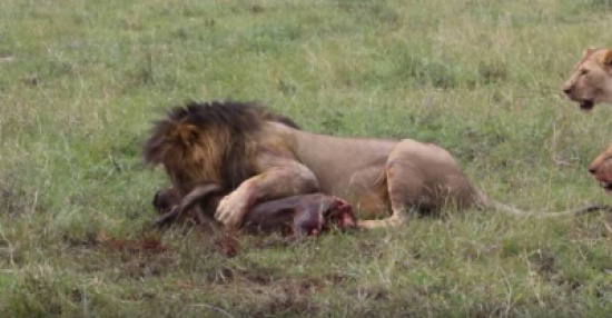 فيديو| خنزير بري وقع في طريق أسد جائع فكانت القاضية!