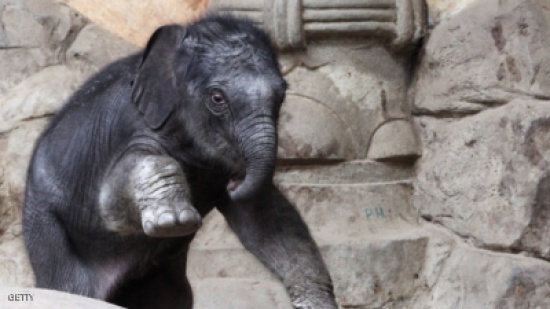 أنثى فيل هاربة تقتل رجلا في ألمانيا