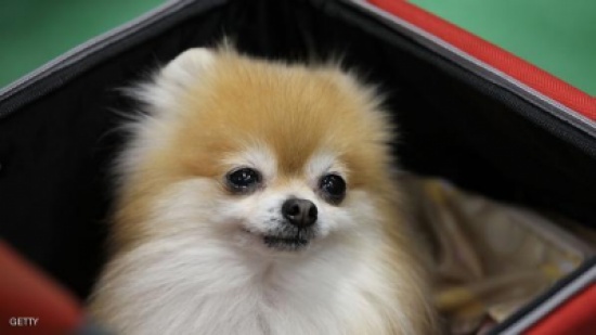 قتل كلبها وطهاه وأطعمها إياه وأهداها مخالبه