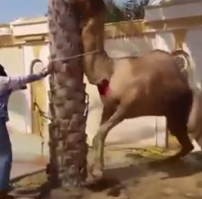 فيديو :  مشهد مرعب