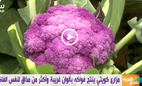 كويتي ينتج فواكه وخضراوات بألوان غريبة ومذاقات مختلفة كويتي ينتج فواكه وخضراوات بألوان غريبة ومذاقات مختلفة