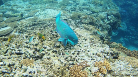 ارتفاع درجة حرارة مياه البحار سيغّير النظام الغذائي في بريطانيا