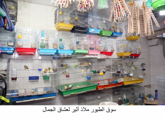 سوق الطيور ملاذ أثير لعشاق الجمال سوق الطيور ملاذ أثير لعشاق الجمال
