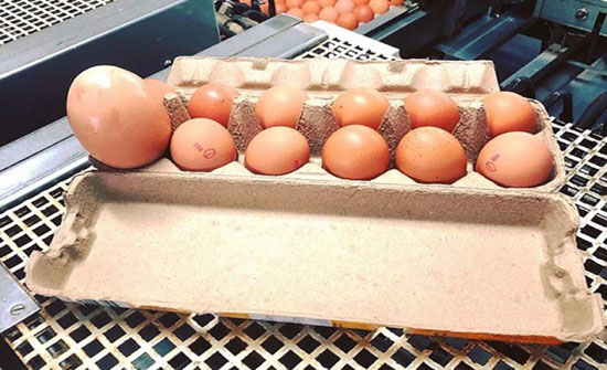 بالصور: العثور على بيضة ضخمة.. وهذا ما وُجد في داخلها! بالصور: العثور على بيضة ضخمة.. وهذا ما وُجد في داخلها!