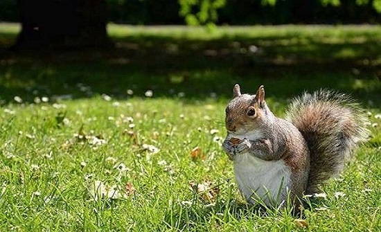 أدمغة السناجب تصيب أمريكيا بمرض نادر أودى بحياته