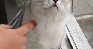 فيديو: القط الأكثر تركيزًا في العالم