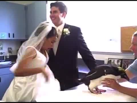 بطريق يفسد فرحة " عروس " !