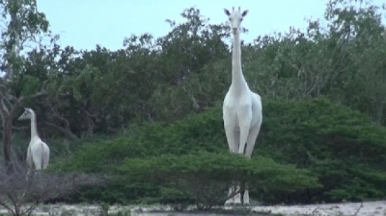 شاهد: زرافات نادرة بيضاء اللون تظهر في كينيا